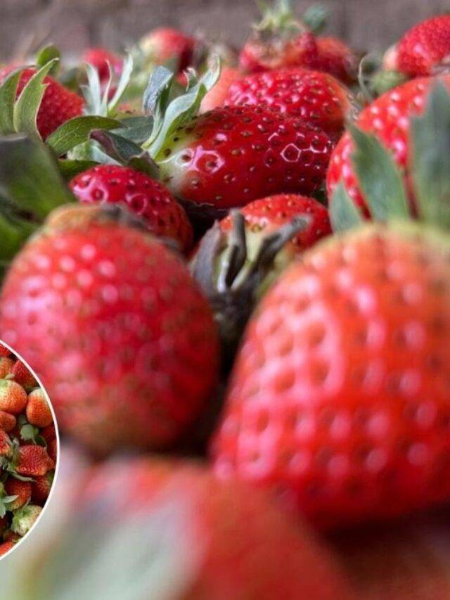 Strawberry farming: Expense, Profit and Marketing