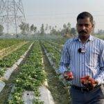 strawberry farming strawberry farming in india farming business