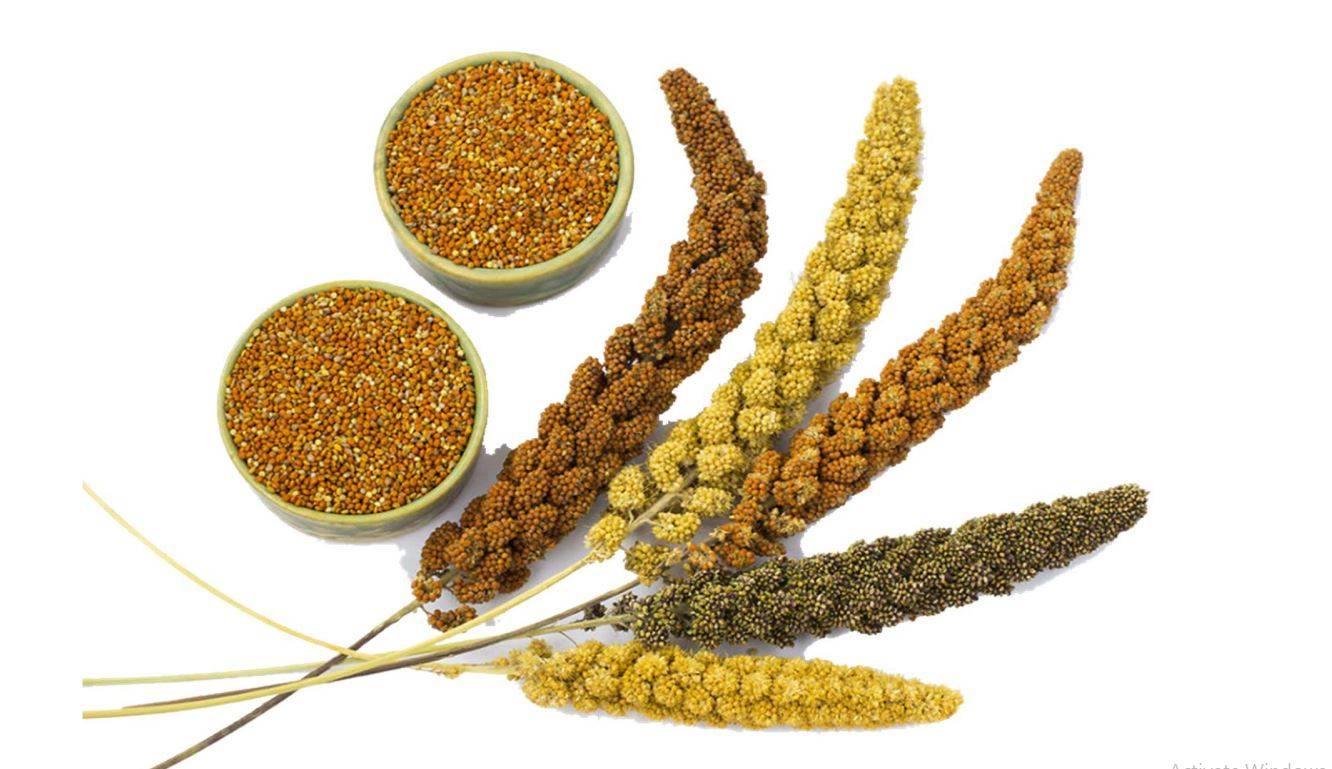 international year of millets, international year of millets 2023, international year of millets 2023 theme benefits of millets. News potli