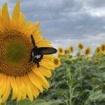 sunflower farming