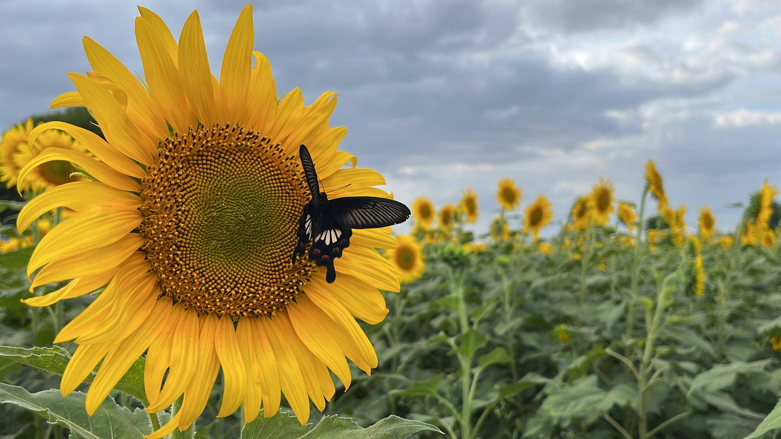 sunflower farming