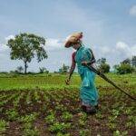 Indian women farmer ploughing her filed