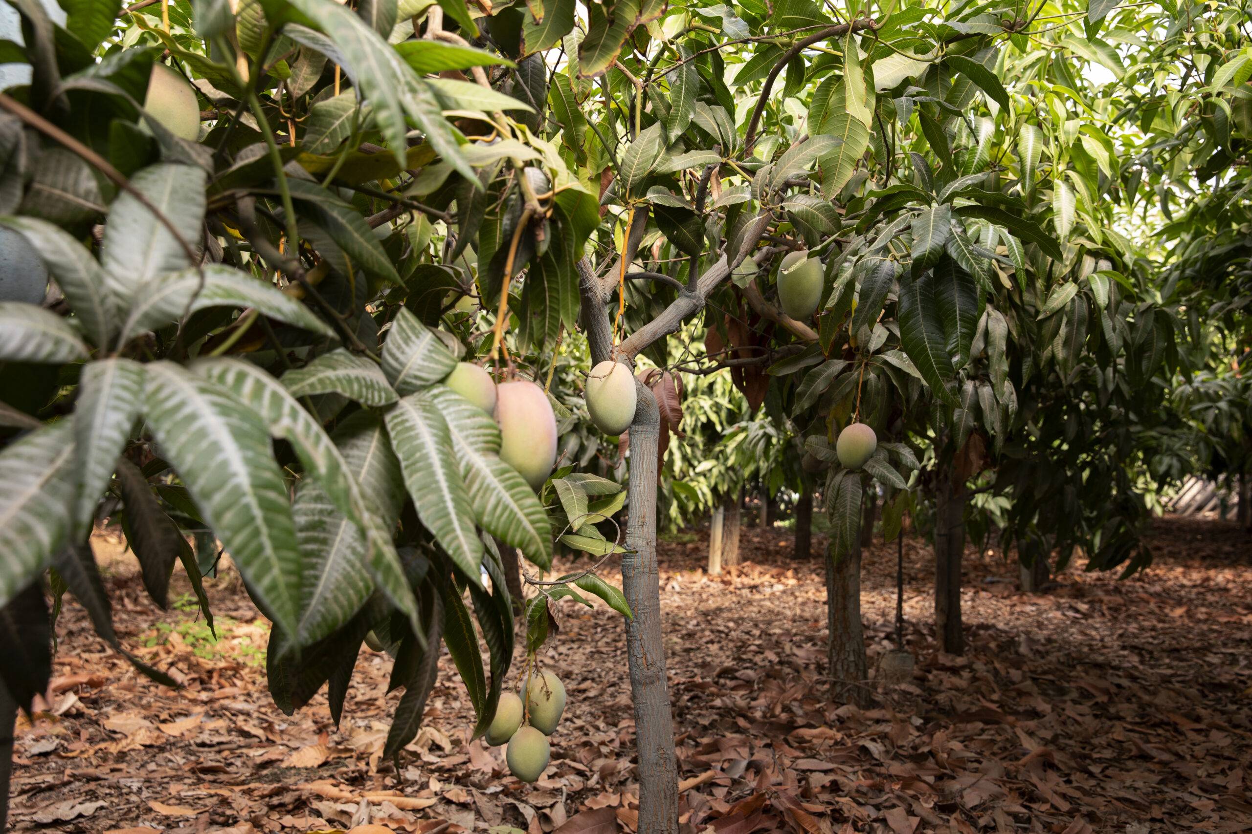 mango garden