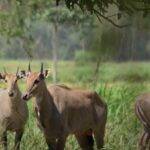 stray animals is damaging farmers' crop.