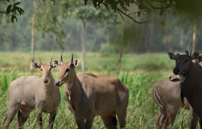 stray animals is damaging farmers' crop.