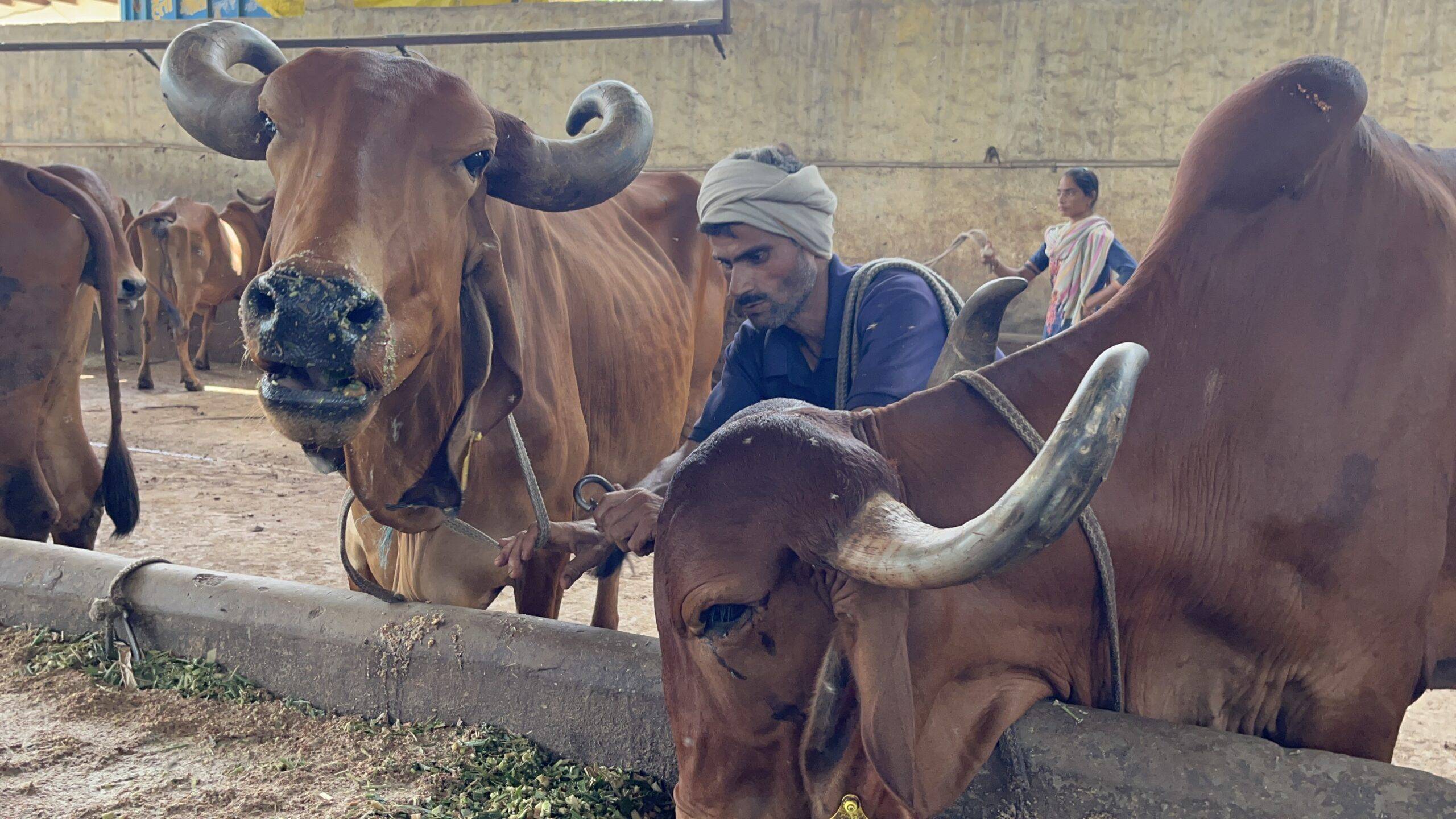 डेयरी किसान गायों के लिए चारा लगाता हुआ।