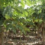 papaya orchard in hot sunny day