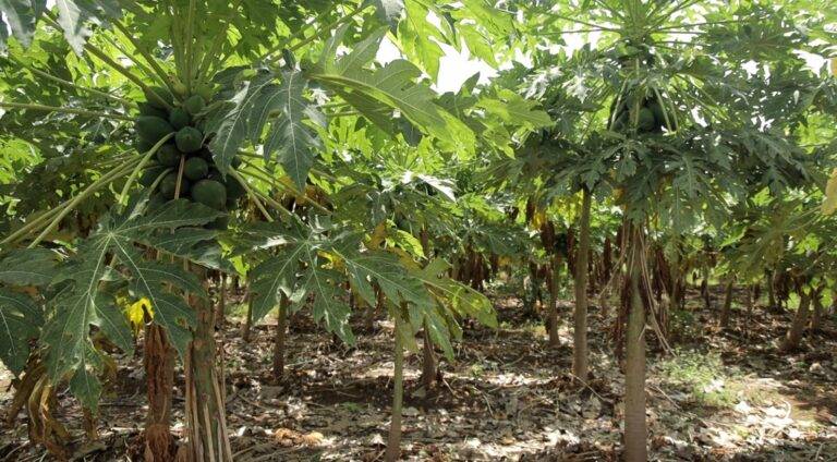 papaya orchard in hot sunny day
