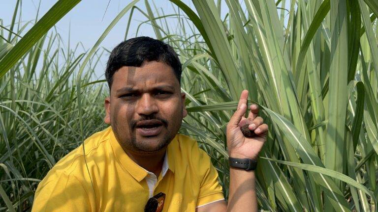 sugarcane farming sugarcane farming with drip irrigation