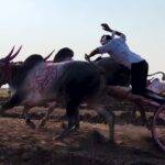 Driver is on bullock cart to control bull speed and direction