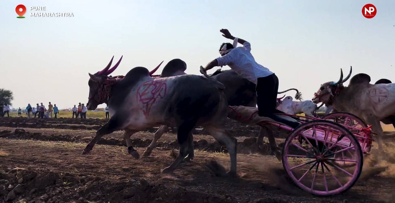 Driver is on bullock cart to control bull speed and direction