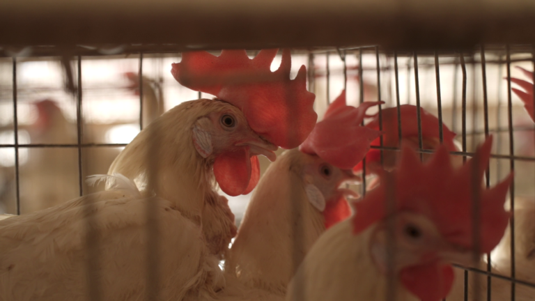 chiken - News Potli