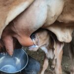 world milk day world milk production india