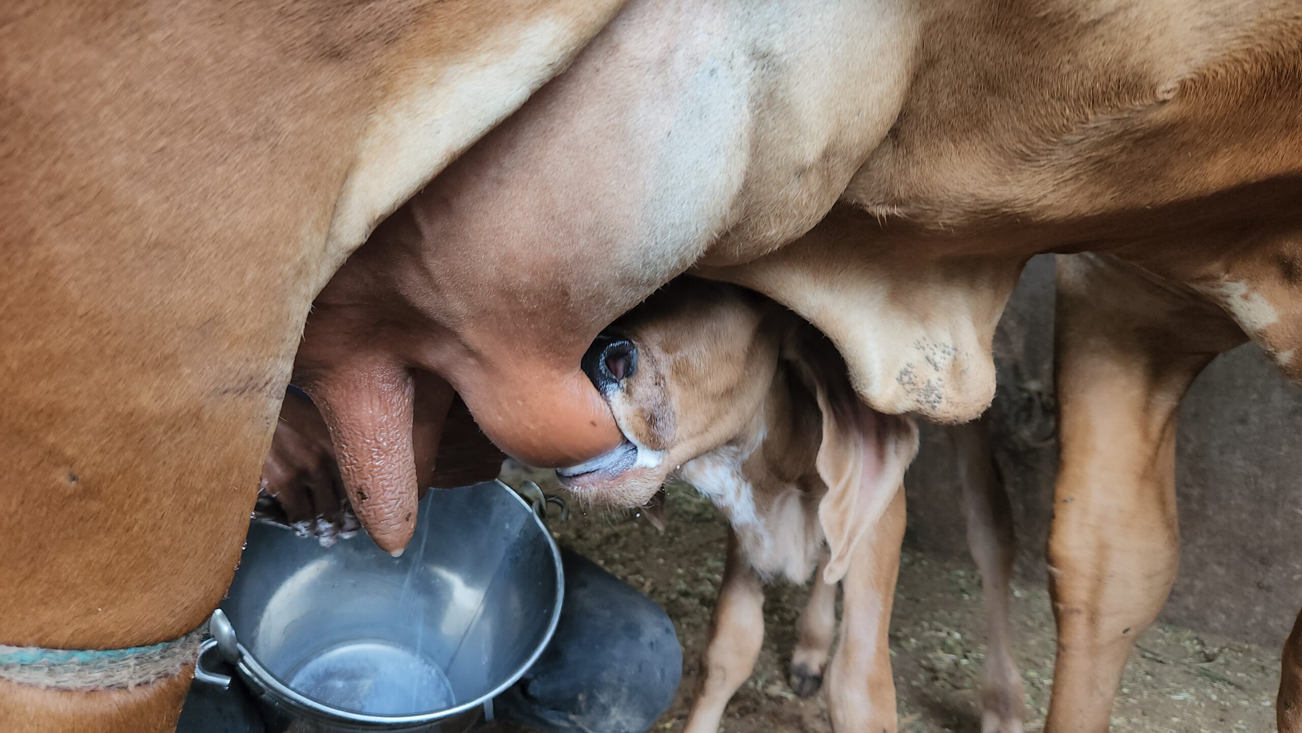 world milk day world milk production india