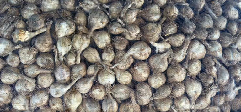 Capture - News Potli