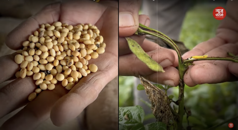 सोयाबीन - News Potli