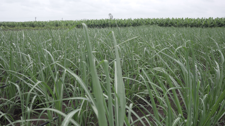 vlcsnap 2024 09 20 18h15m05s314 - News Potli