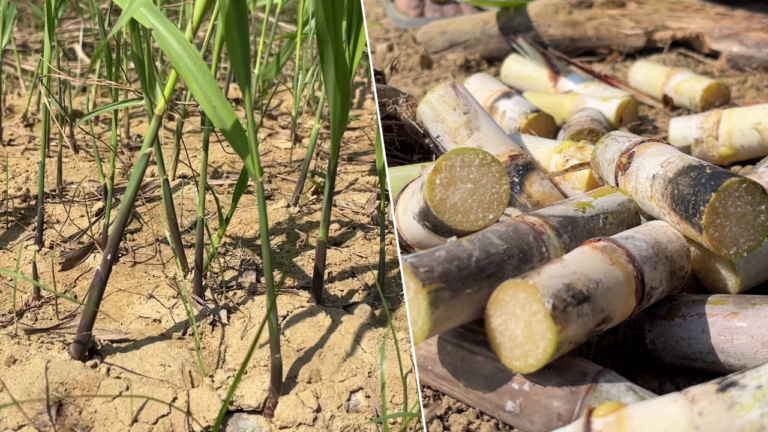 अगर आप गन्ने की खेती के लिए बेहतरीन पौध तैयार करना चाहते हैं, तो STP (Space Transplanting Technique) विधि आपके लिए एक बेहतर विकल्प है।