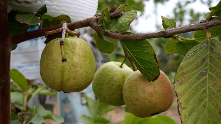 Visuals hsm - News Potli