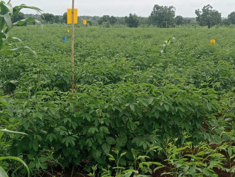 organic farming