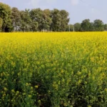 अत्यधिक ठंड में सरसों की फसल में लगने वाले सफेद रतुआ रोग के लक्षण और बचाव जानिए सरसों