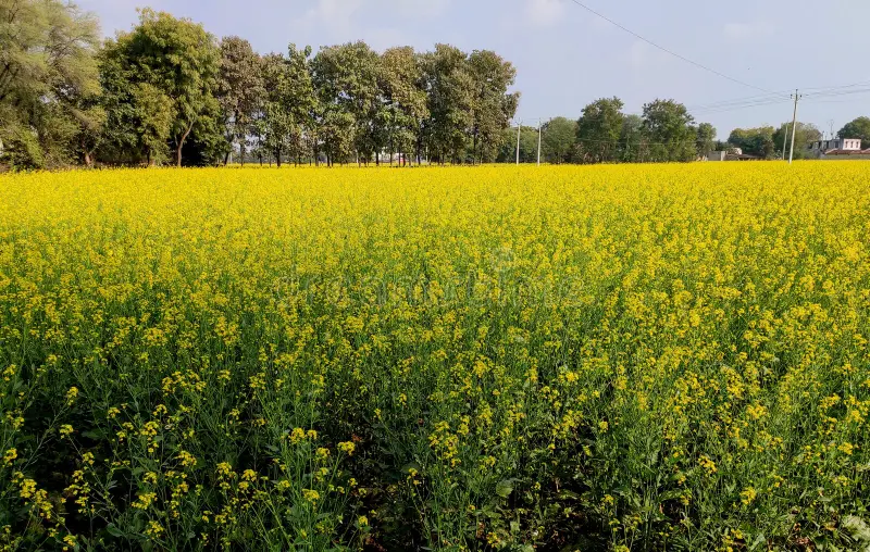 सरसों