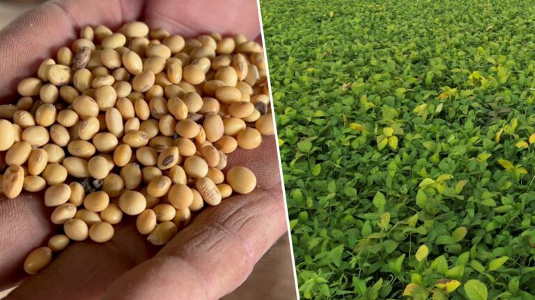 सोयाबीन पर msp की खरीद की तारीख को सरकार ने बढ़ा दिया है।