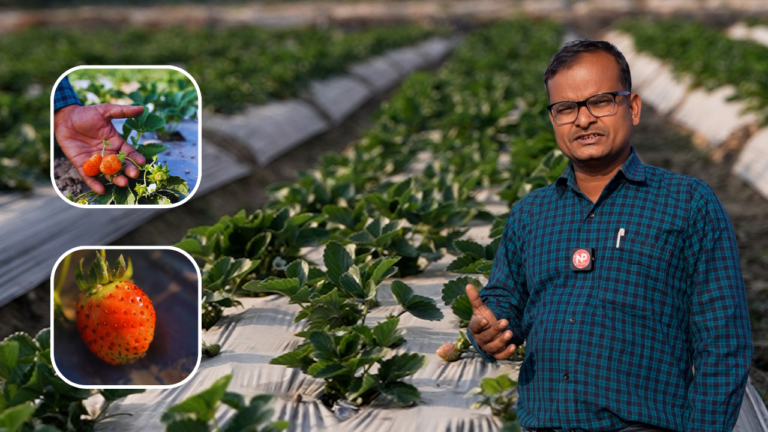 भारत में स्ट्रॉबेरी की खेती भले ही अभी बड़े पैमाने पर ना की जाती हो, लेकिन ये अच्छा मुनाफा देने वाला फल है।
