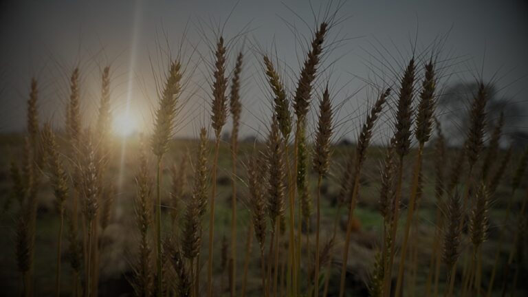 2024 लगातार चौथा साल हो सकता है जब भारत में गेहूं का उत्पादन उम्मीदों से कम हो सकता है। जिससे कुल उत्पादन में गिरावट आ सकती है।