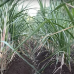sugarcane