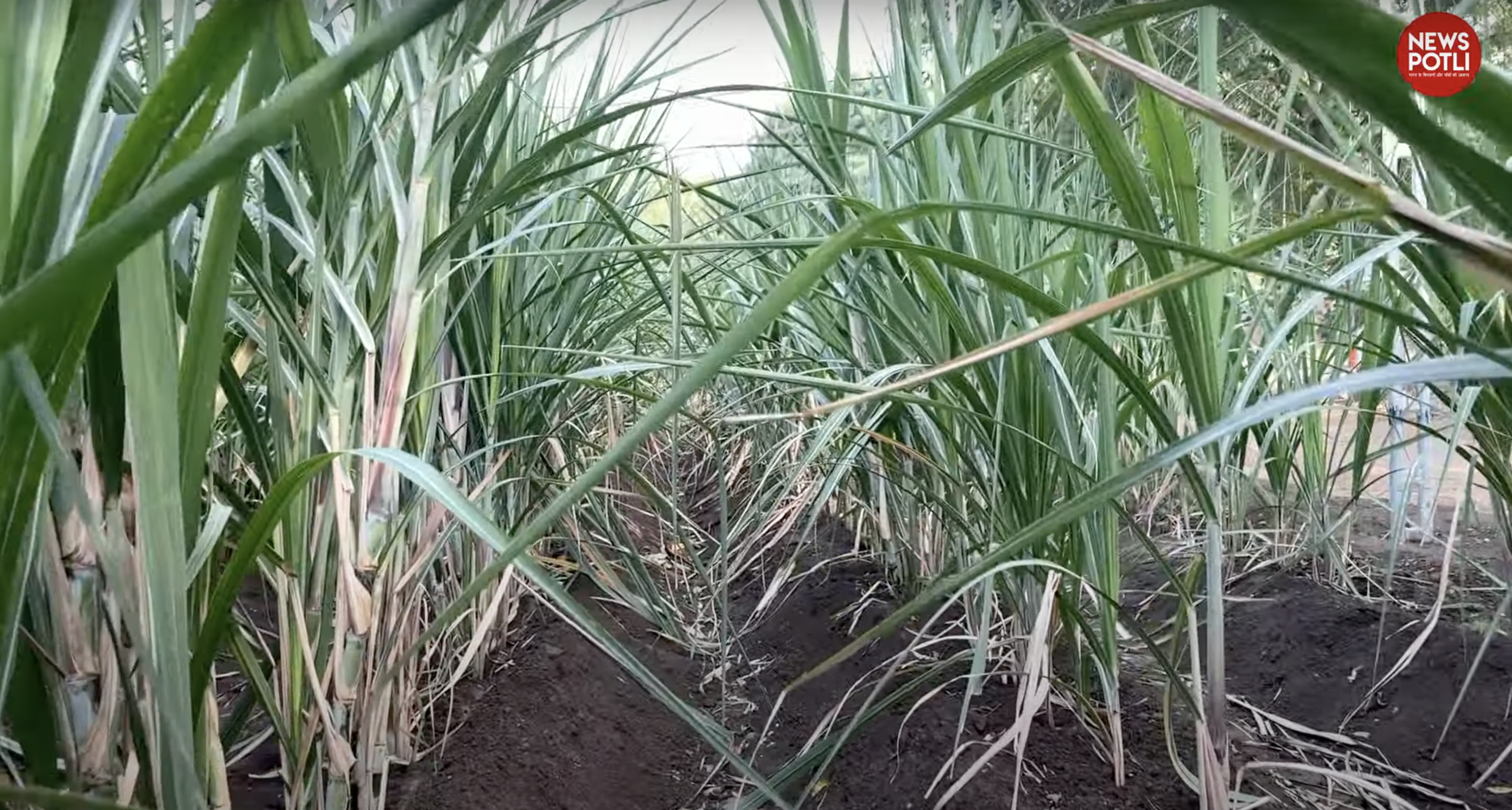 sugarcane