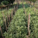 नेचुरल फार्मिंग