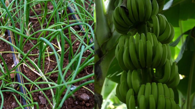 YT Thumb 2 - News Potli