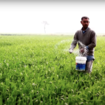 urea