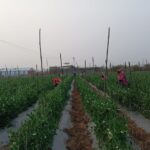 सब्जियों की खेती में बढ़ा किसानों का भरोसा भारत में पिछले एक दशक में सब्जियों का उत्पादन 20.58 मिट्रिक टन बढ़ गया है