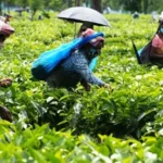 TEA FARMING