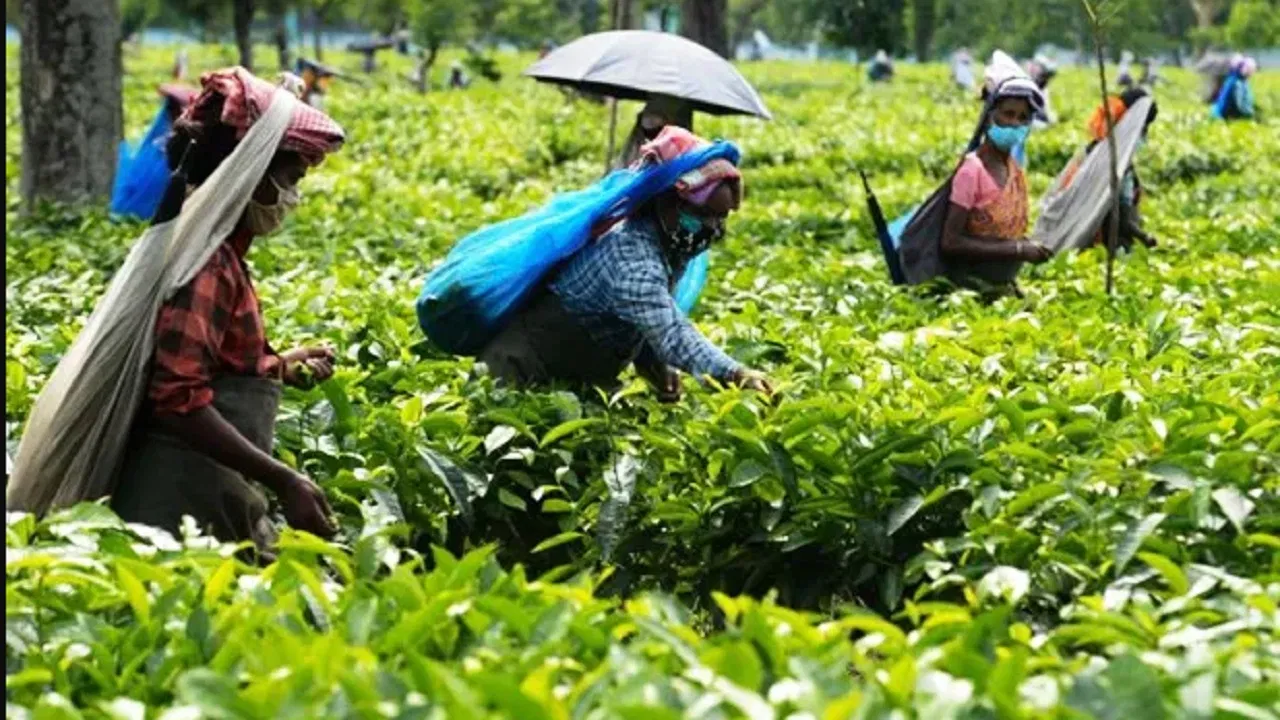 TEA FARMING