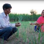 ONION FARMING