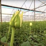 horticulture