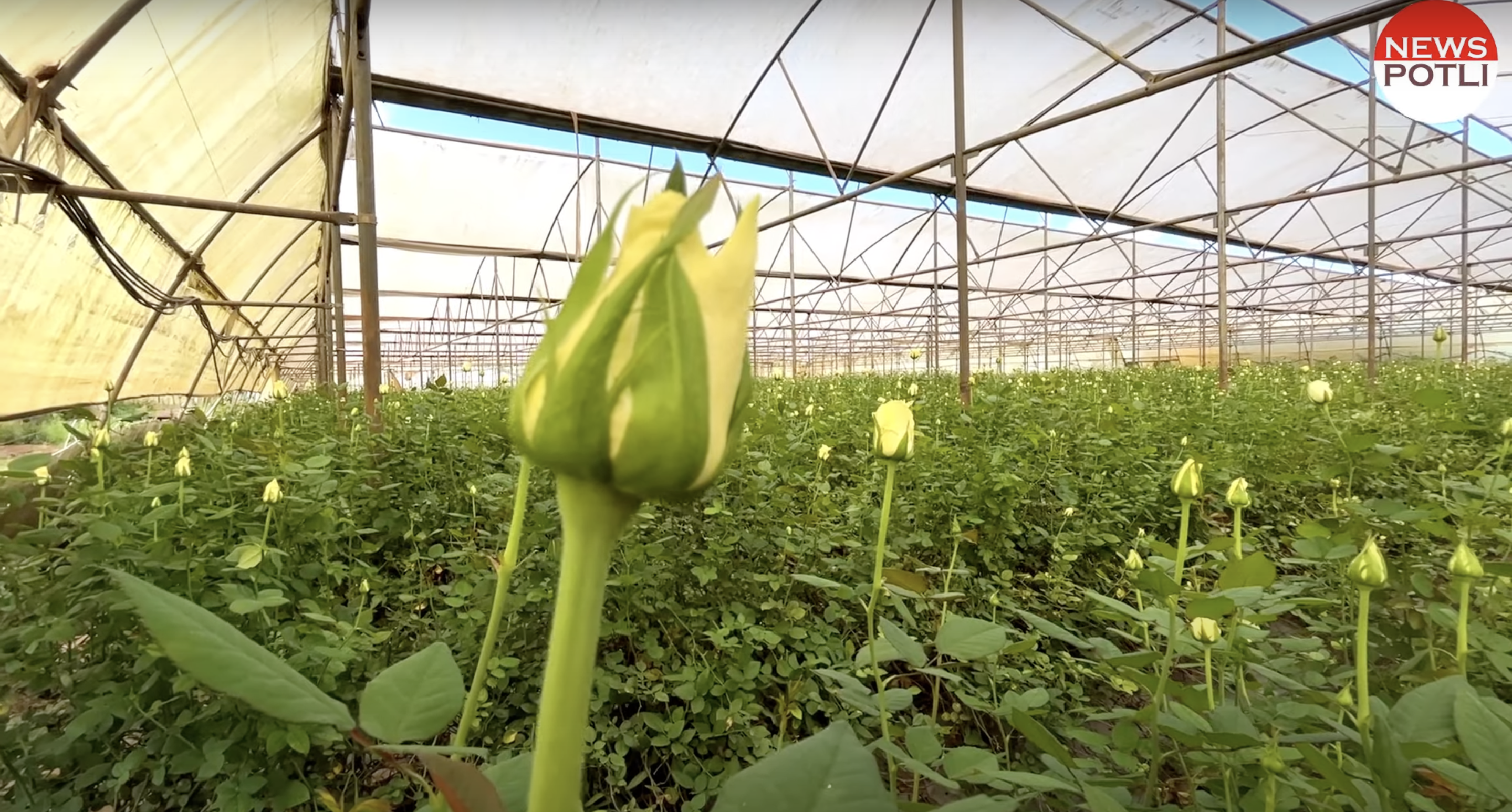 horticulture