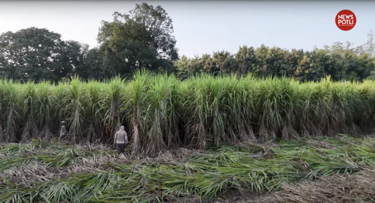 गन्ने का sap बढ़ाया गया