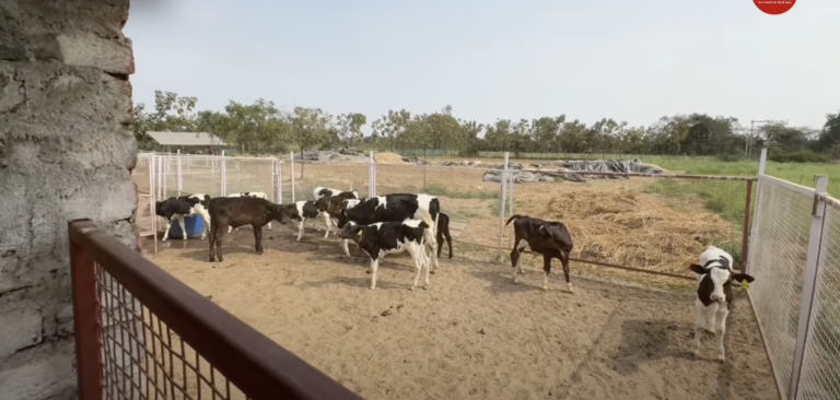 राष्ट्रीय डेयरी विकास कार्यक्रम