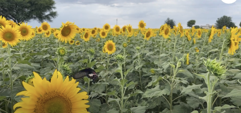 हरियाणा