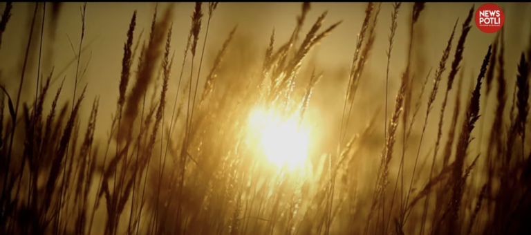 wheat - News Potli