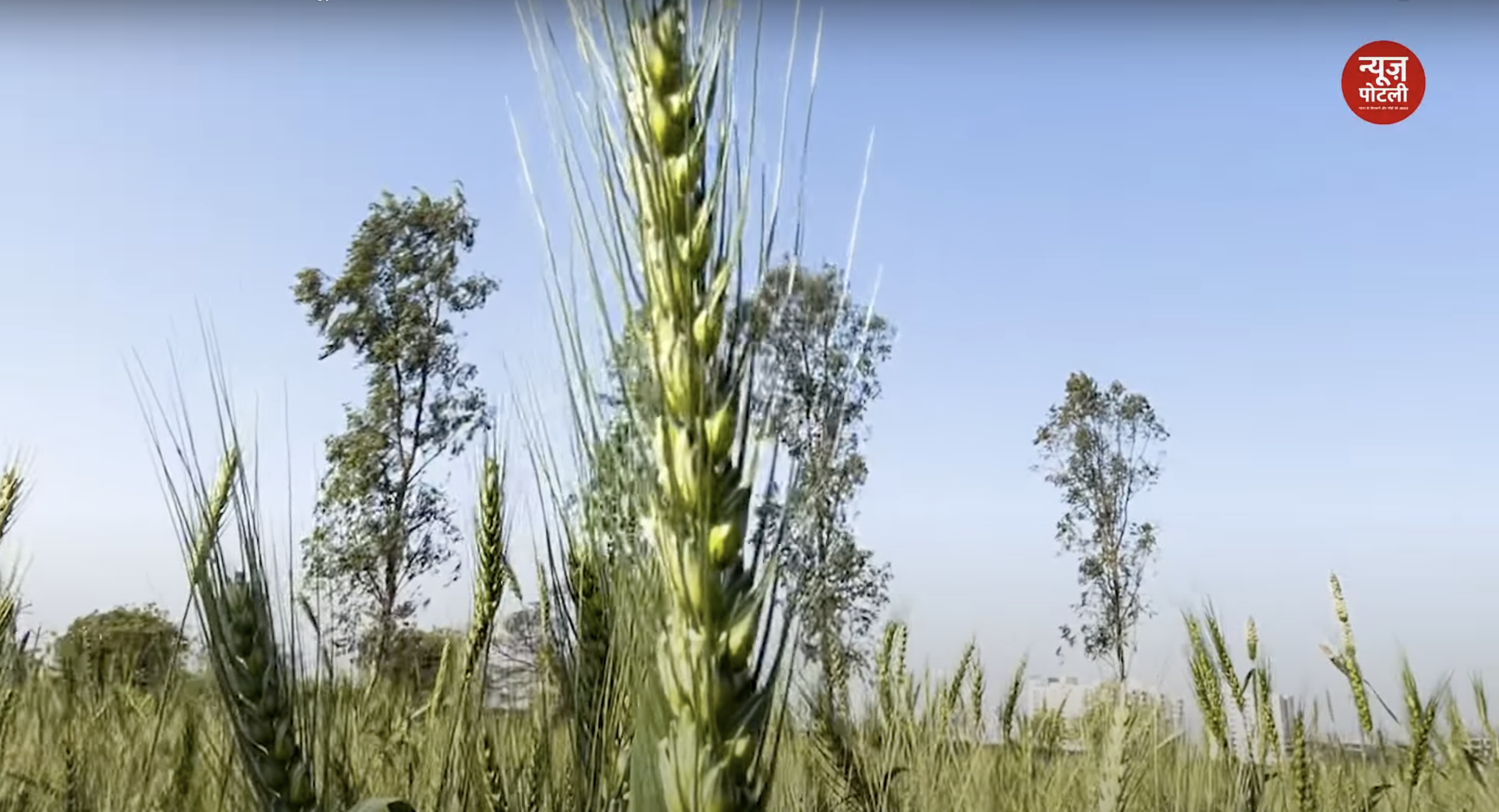 रबी सीजन