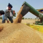 राजस्थान में 10 मार्च से शुरू होगी MSP पर गेहूं की ख़रीद, किसानों को मिलेगा 150 रुपये का बोनस गेहूं की ख़रीद