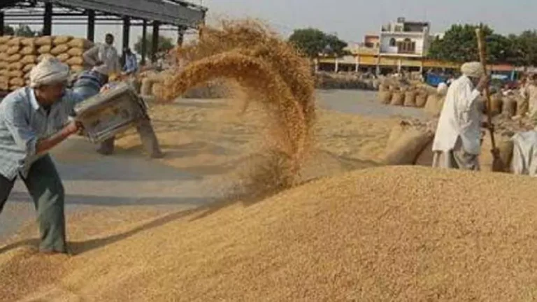रबी सीजन की प्रमुख फसल गेहूं