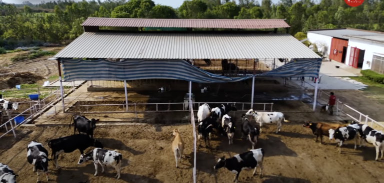 डेयरी क्षेत्र