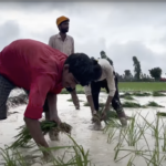 धान की जगह इन फसलों की खेती से जलवायु परिवर्तन के खिलाफ लड़ाई आसान होगी: अध्ययन जलवायु परिवर्तन
