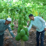 स्ट्रॉबेरी और ड्रैगन फ्रूट